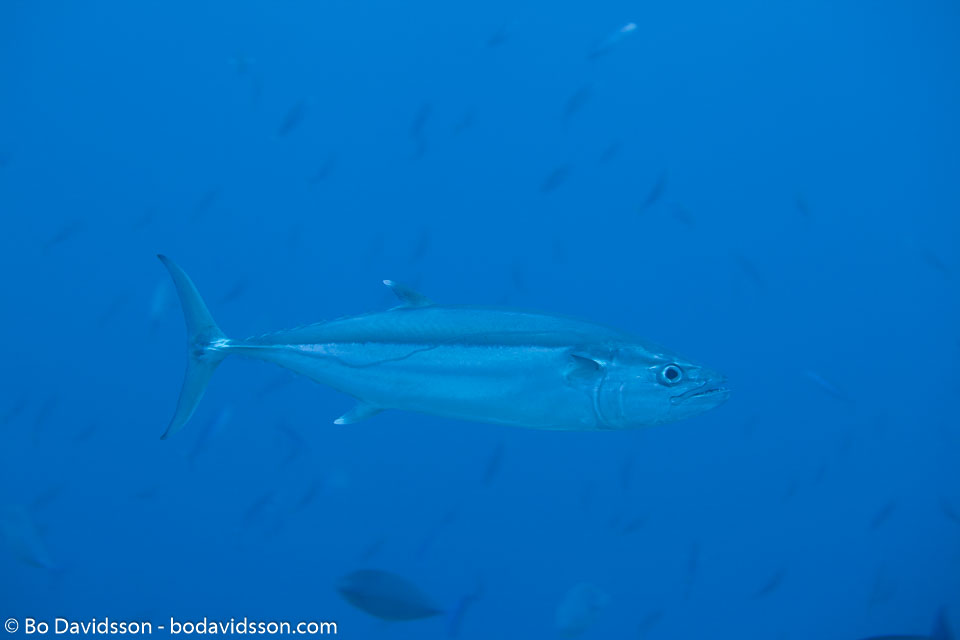 BD-150421-Maldives-7482-Gymnosarda-unicolor-(Rüppell.-1836)-[Dogtooth-tuna.-Indopacifisk-bonito].jpg